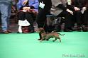 Crufts2011_2 763